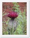 Pasture Thistle * 1200 x 1600 * (533KB)
